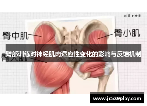 臂部训练对神经肌肉适应性变化的影响与反馈机制
